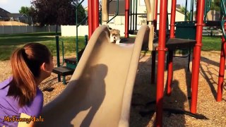 Puppies Playing on Slides Compilation