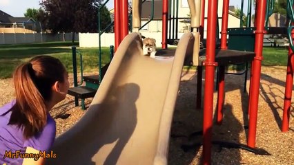 Puppies Playing on Slides Compilation