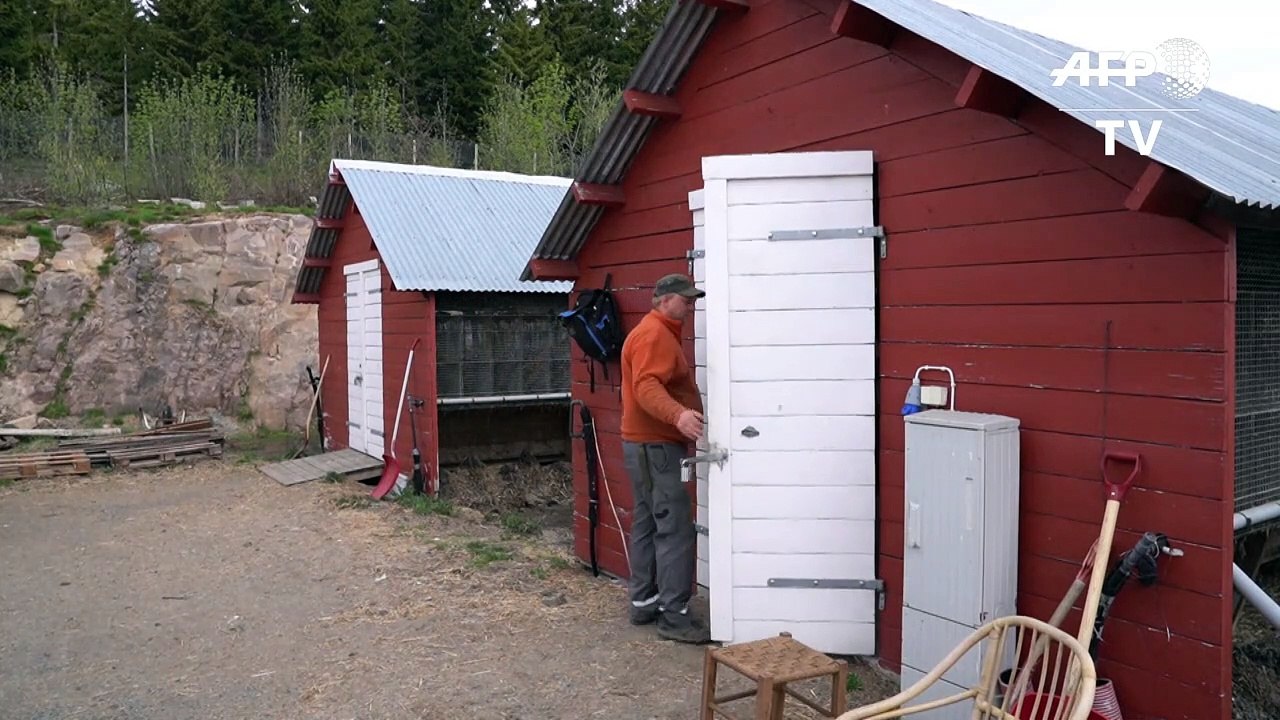 En Norvège, les jours des élevages d'animaux à fourrure sont comptés