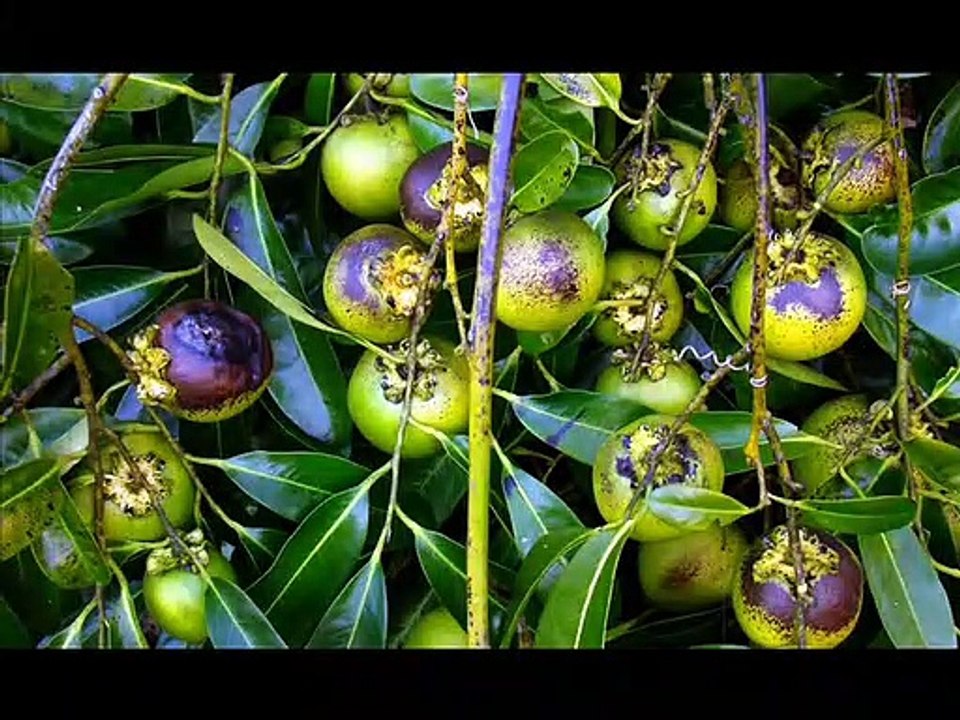 Black sapote /Diospyros nigra