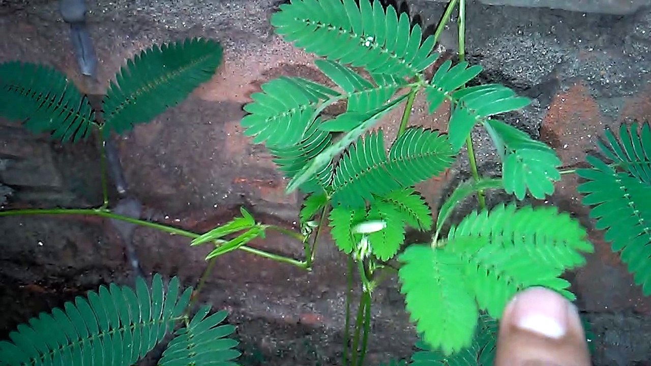 Natural video