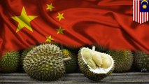 Malaysia pasok durian ke pasar-pasar China - TomoNews