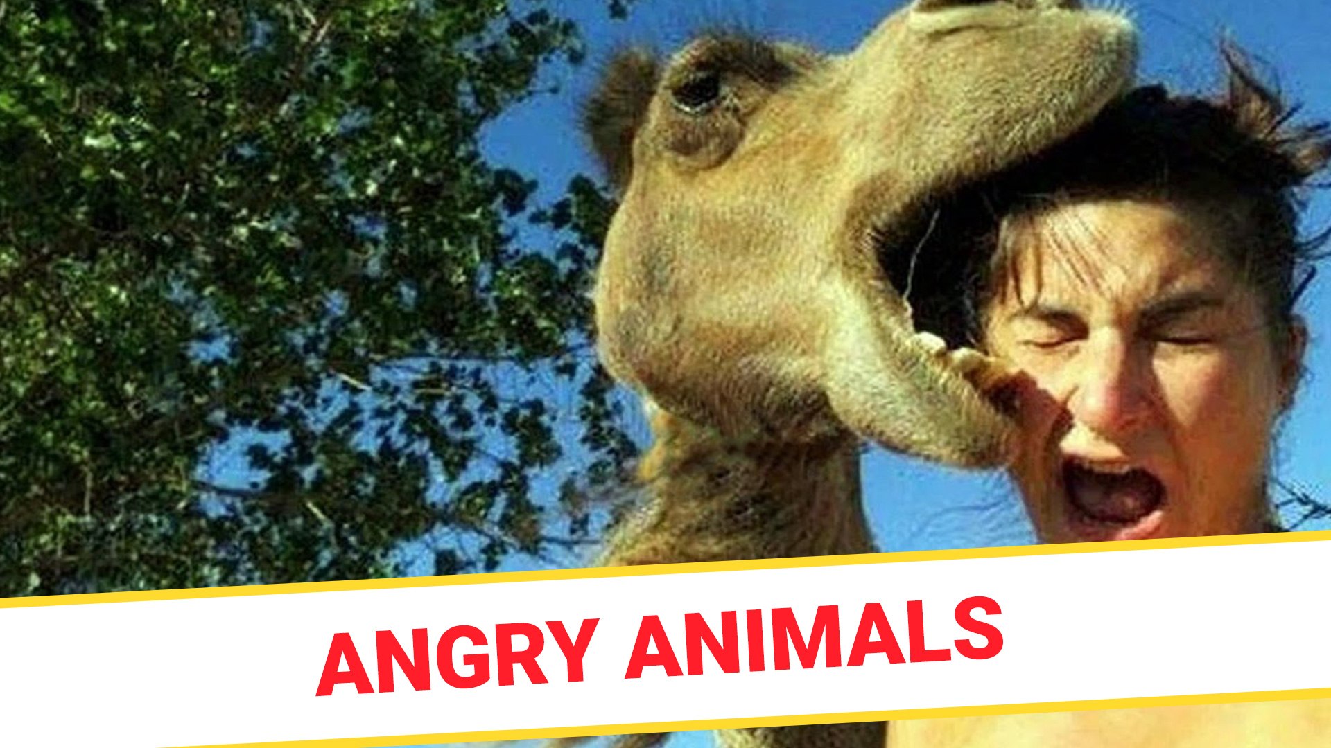 Angry animals - video Dailymotion