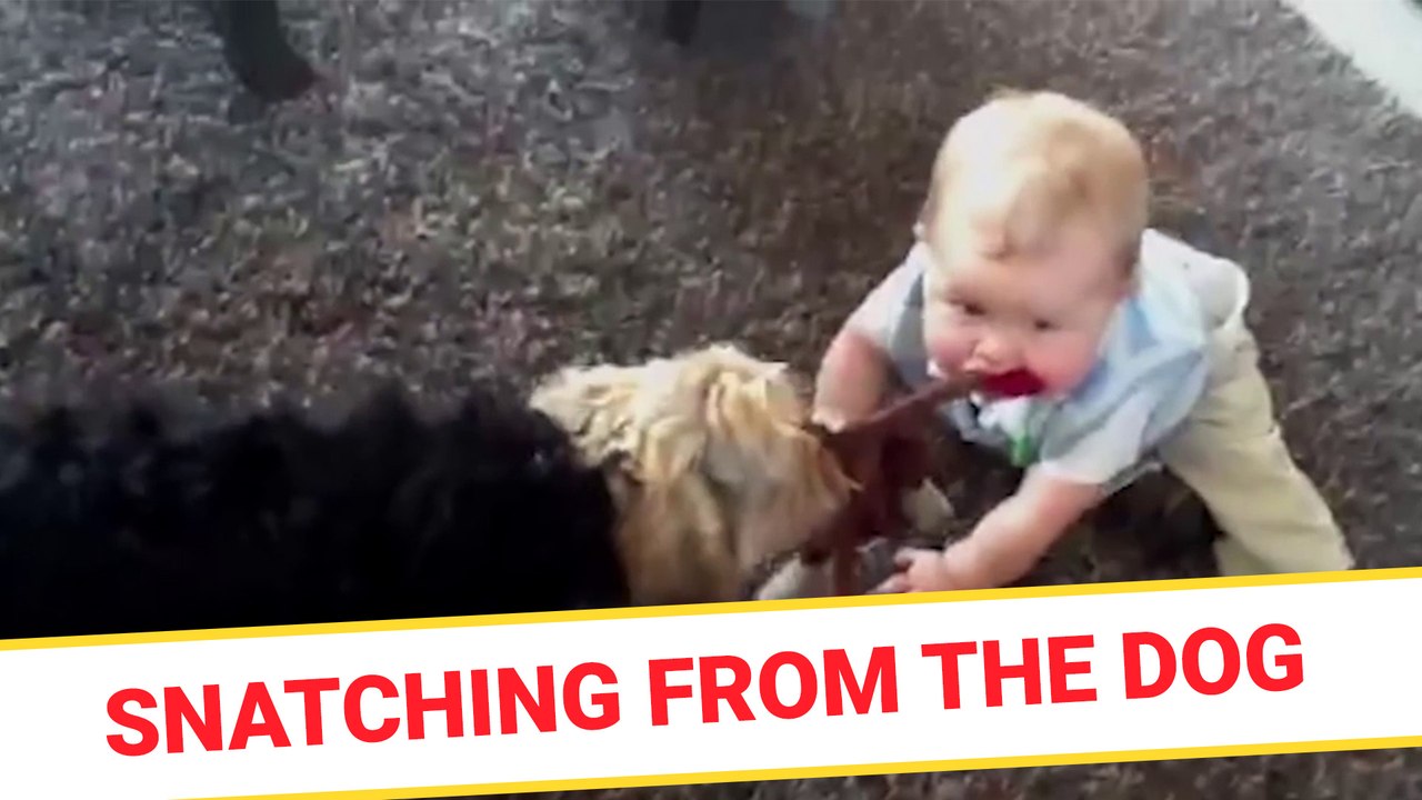 Snatching from the dog