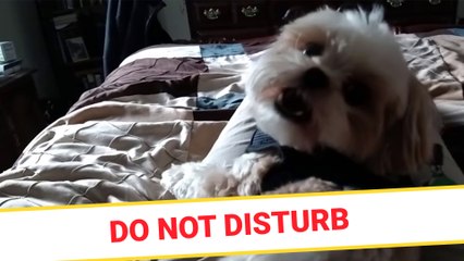 Do not disturb