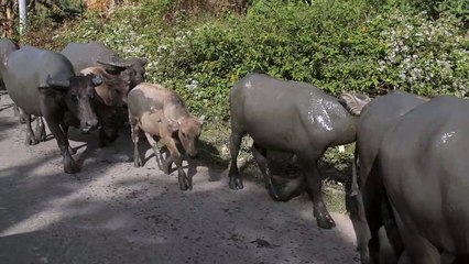 طين الأبقار banteng والعجول على جانب الطريق