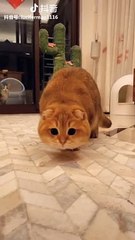 Soft kitty warm kitty little ball of fur