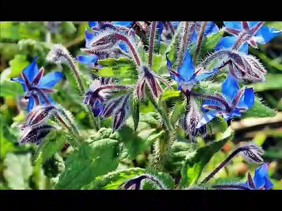 Borage / starflower,
