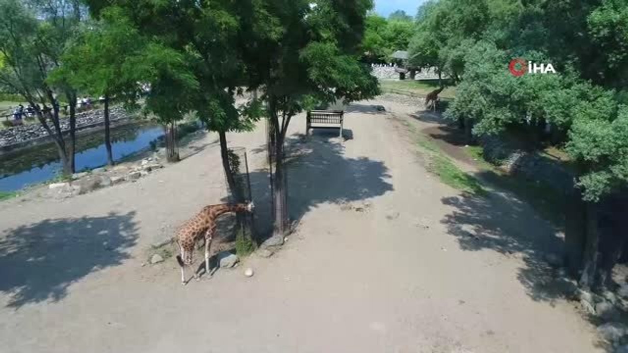 Çocuğunu alan oraya koştu...Bursa Zoo Park havadan görüntülendi