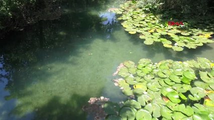 ANTALYA NİLÜFERLERİ KOPARMANIN CEZASI 41 BİN TL