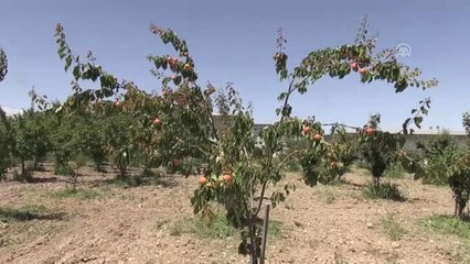 Malatya kayısısı "erkenci" yetişecek