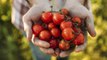 4 beneficios para la salud de los tomates