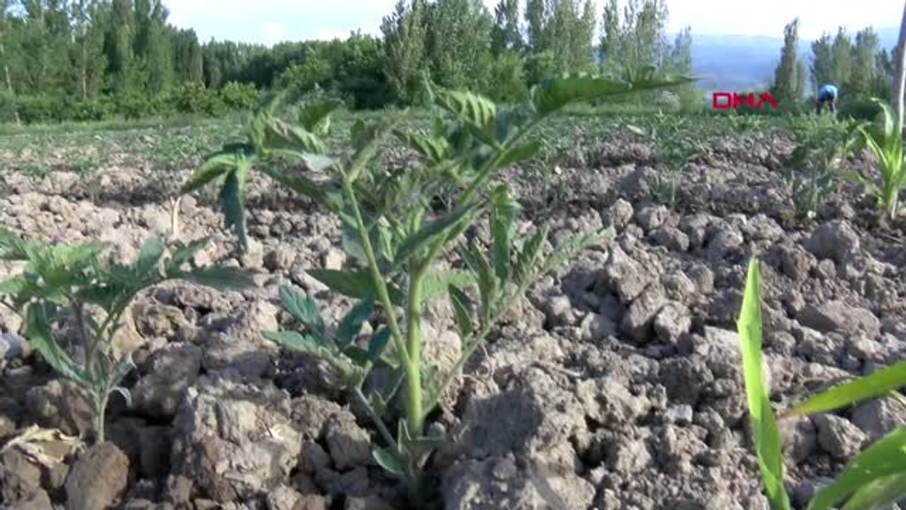 TOKAT'TA DOMATES FİDESİ EKİMİ BAŞLADI