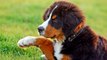 Las 6 mejores razas de perros de apoyo emocional