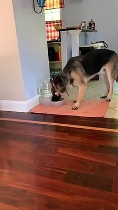 Un chien ne comprends pas