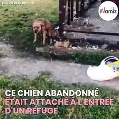Ce Pitbull était attaché à l'extérieur d'un refuge avec un mot