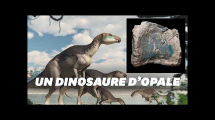 Des fossiles d&#39;opale révèlent une nouvelle espèce de dinosaures