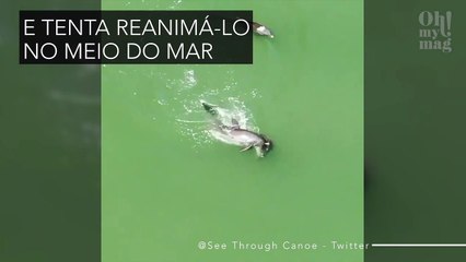 Mãe golfinho não aceita a morte do filho e vídeo emociona