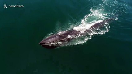 Rare footage of fin whale feeding on krill off southern California