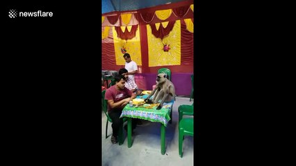 Cheeky monkey gatecrashes Indian wedding and demands food plate from guests