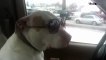 Pitbull Dog Wearing Glasses and Chilling In His Ford