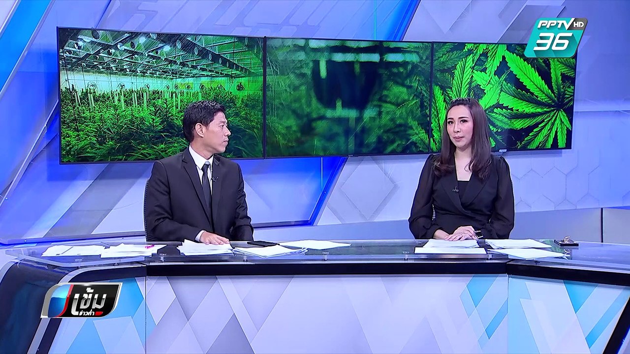 กรมวิทย์เผยผลตรวจกัญชา 18 ตัน พบสารปนเปื้อน 16 ตัน | เข้มข่าวค่ำ