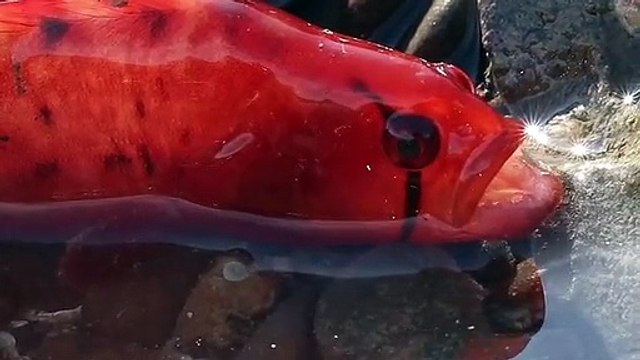 Magnifique ! Admirez ce poisson tout simplement majestueux.