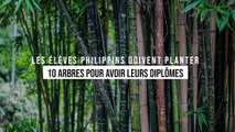 Philippines : pour être diplômés, les étudiants devront planter 10 arbres