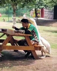 Ce pélican est très attaché à cet homme. Il ne le laisse pas seul une seconde !!