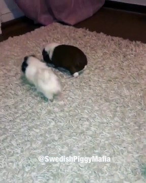 Ce cochon d'Inde est très excité. Regardez le !