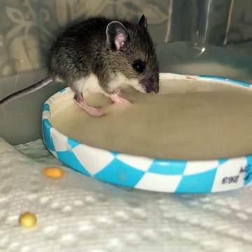 Cette souris apprend à manger toute seule. Trop chou !