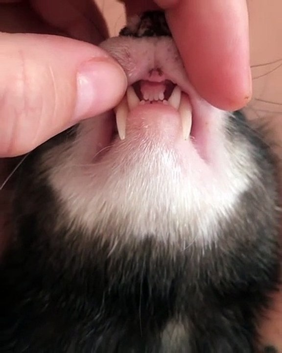 Quand un furet est extrêmement ensommeillé. Trop mimi !