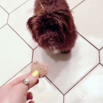 Ce chiot est en colère mais il ne sait pas résister aux croquettes. A mourir de rire !