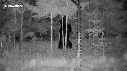 Romanian wild bear shows off dance moves like there is no tomorrow