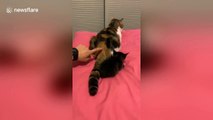 Furious feline beats down innocent kitten after thinking it grabbed its tail