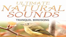 Beautiful Nature Sounds - Tranquil Birdsong -