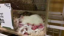 L'impact de la consommation de Round'Up sur ces rattes : augmentation du comportement de léchage  des petits - Vidéo fournie par l'IRSET de Rennes