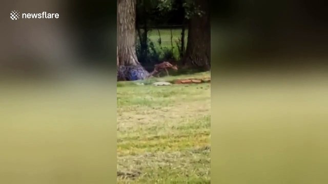 Oh deer: baby deer hilariously fails to hop fence in Ohio backyard