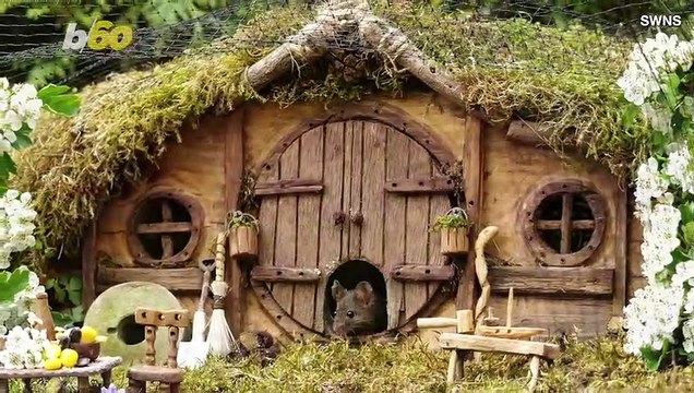 Man Builds Massive Mouse Resort in His Backyard