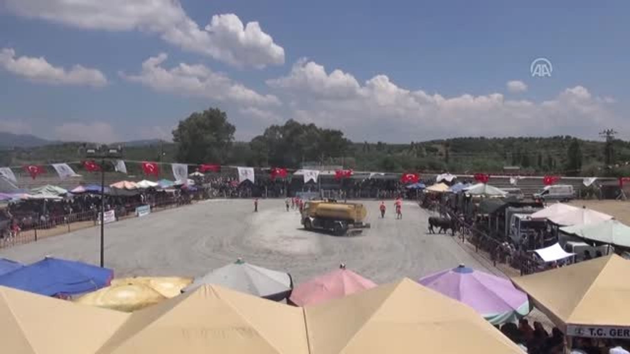 Germencik'te 30. Boğa Güreşi Festivali