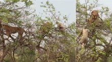 Tigre escala árvore para apanhar macaco... mas dá-se mal