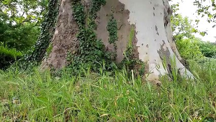 Le plus gros platane de la ville de Metz