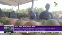 Dominicana registra fuertes pérdidas en la producción del mango
