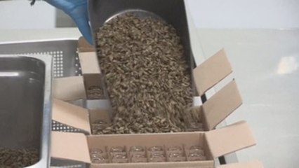 Harina de insectos y helado de grillos contra la escasez alimentaria