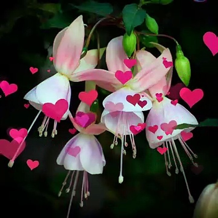 Nice love heart