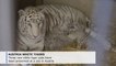 Rare white tiger triplets unveiled at Austrian zoo