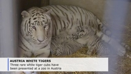 Rare white tiger triplets unveiled at Austrian zoo