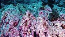 Cool Camouflaged Flounder