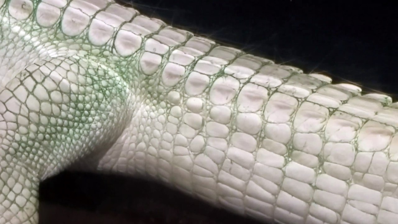White Albino Alligator