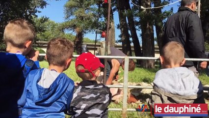 MONTÉLIMAR La tonte des brebis sous l’œil des écoliers